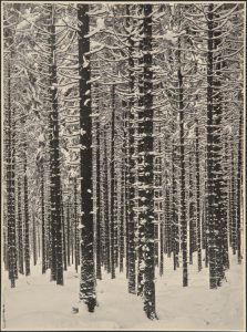 Forêt de sapins en hiver - 1951